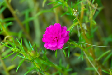 pink flower in garden