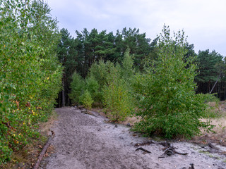 Fototapeta premium landscape with wooden footpaths, dune sand, curonian dunes, lithuania