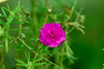 pink flower in garden