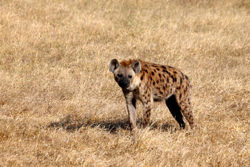 Sotted Hyena.