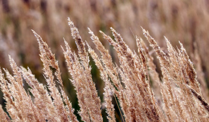 Bushgrass field wild grass and Typha Bulrush movement under the wind in sunset light countryside swampy meadow. © PhoenixNeon