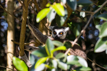 A hiding lemur