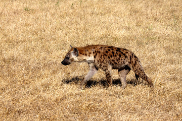 Obraz na płótnie Canvas Spotted Hyena.