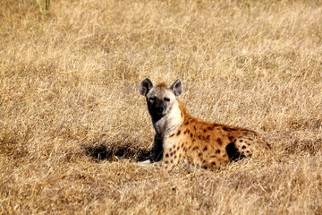 Spotted Hyena laying down looking at camera.