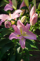 Bouquet of soft pink lilies. Background of bright flowers.