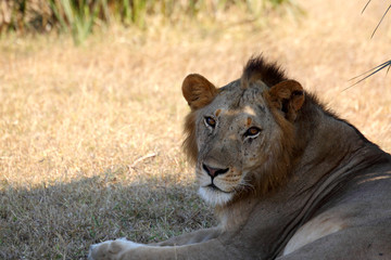 African Lion in shade.