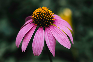 purple cone flower