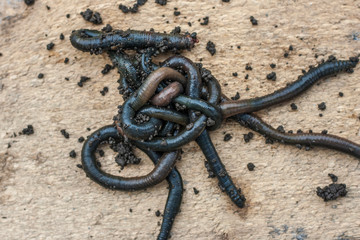 Obraz premium A group of fresh black worms on a light wooden background. Bait for fishing. Swamp worm
