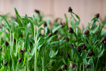 Germinating morning glory