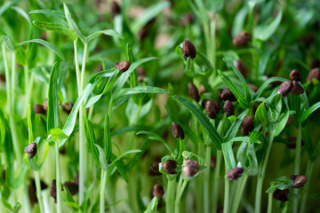 Germinating morning glory
