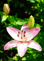 Pink Asiatic lily flower growing in the garden