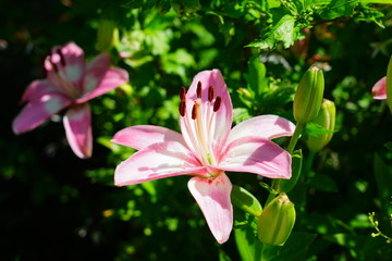 Fototapeta premium Pink Asiatic lily flower growing in the garden