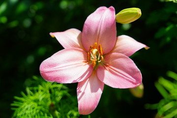 Fototapeta premium Pink Asiatic lily flower growing in the garden