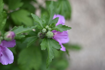 Garten-Eibisch (Hibiscus syriacus) - Blätter und Blütenknospen
