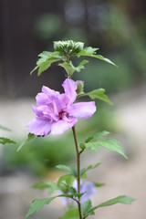 Blühender Garten-Eibisch (Hibiscus syriacus)