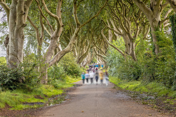 Long Exposure of the Dark Hedges, Ballymoney, Northern Ireland