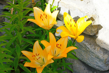 Red, orange and yellow Asiatic lily flower growing in the garden