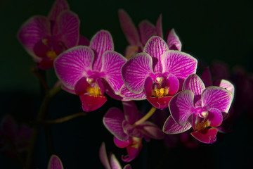 Orchideen im sanften Licht