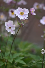 Fototapeta premium Blühende Herbst-Anemone (Anemone hupehensis)