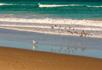 Flying sanderlings and seagull at ocean shoreline