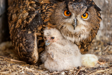 Baby oehoe schuilt bij mama oehoe