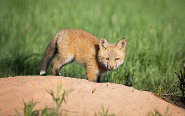 Red fox kit