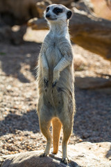 Meercat standing on the log
