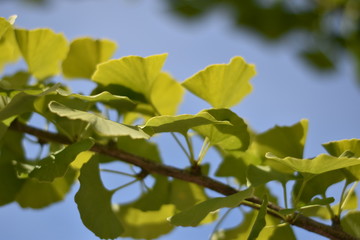 Ginkgo biloba