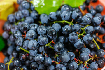 bunches of blue isabella grapes