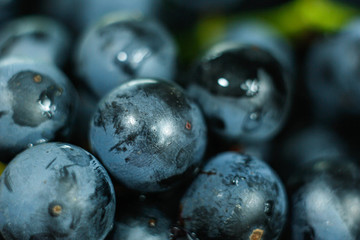 harvest fresh blue isabella grapes,