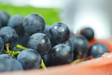 harvest fresh blue isabella grapes,