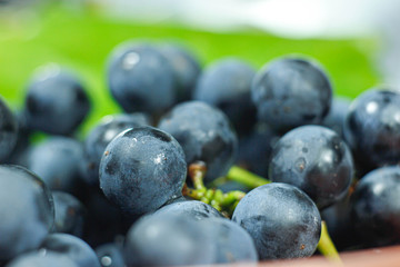 harvest fresh blue isabella grapes,