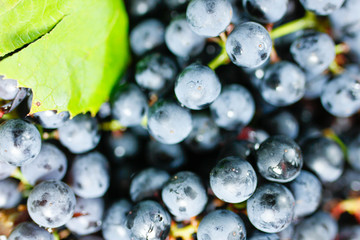 harvest fresh blue isabella grapes,