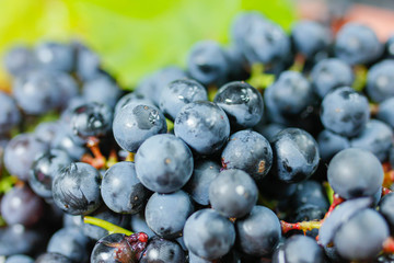 harvest fresh blue isabella grapes,