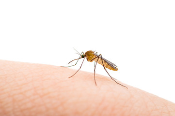 Encephalitis, Yellow Fever, Malaria Disease, Mayaro or Zika Virus Infected Culex Mosquito Parasitic Insect Isolated on White Background