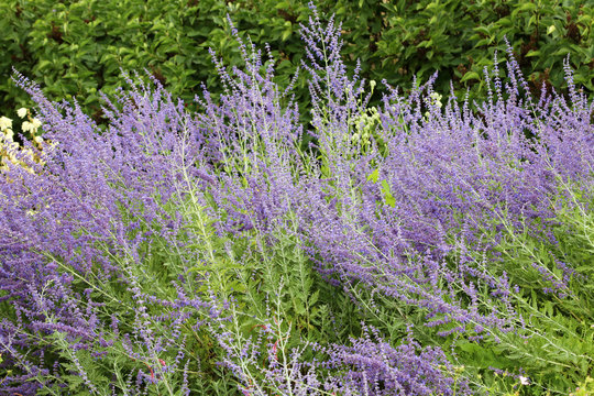 Perovskia atriplicifolia - commonly called Russian sage. Flowering herbaceous perennial plant and subshrub. Blossoms on a garden bed.