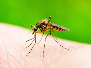 Encephalitis, Yellow Fever, Malaria Disease, Mayaro or Zika Virus Infected Culex Mosquito Parasite Insect Macro on Green Background