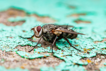 Diptera Meat Fly Insect On Stone Wall