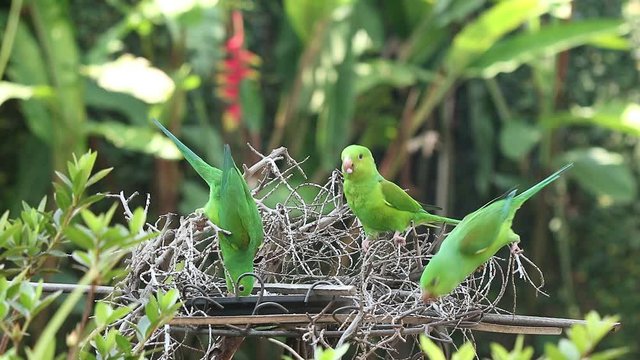 Maritacas comendo semente de girassol no quintal em S&atilde;o Paulo, Brasil 