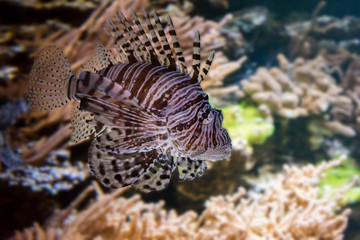 lion fish in very close up in the sea