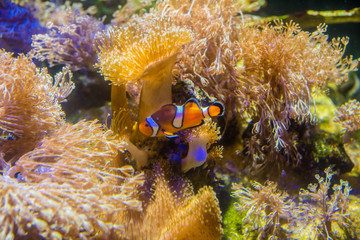 Fototapeta na wymiar close-up anemonefish in the middle of a coral reef