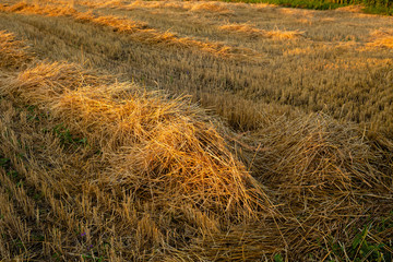 Harvest of wheat, straw on the field