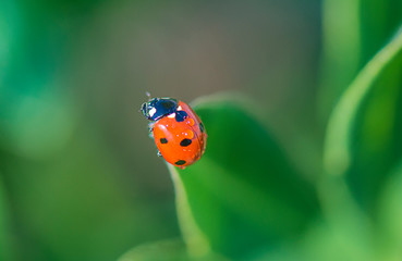 Beautiful red ladybug on the green leaf
