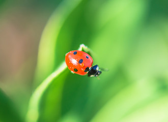 Fototapeta na wymiar Red ladybug on the leaf on sunny day
