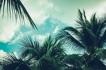 Coconut palm tree foliage under sky. Vintage background. Retro toned poster.