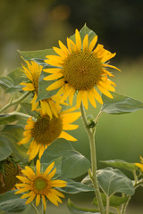 sunflowers