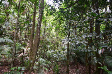 Obraz premium ケアンズの自然