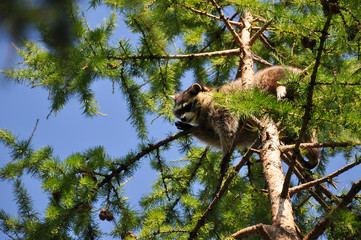 Raccoon sitting high in a tree in the zoo