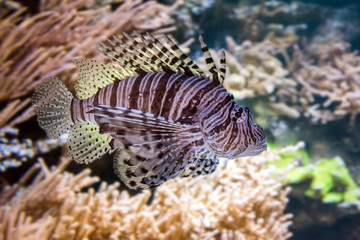 lion fish in very close up in the sea