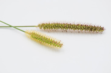 Ornamental grass flower in white background